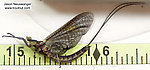 Male Hexagenia limbata (Hex) Mayfly Dun