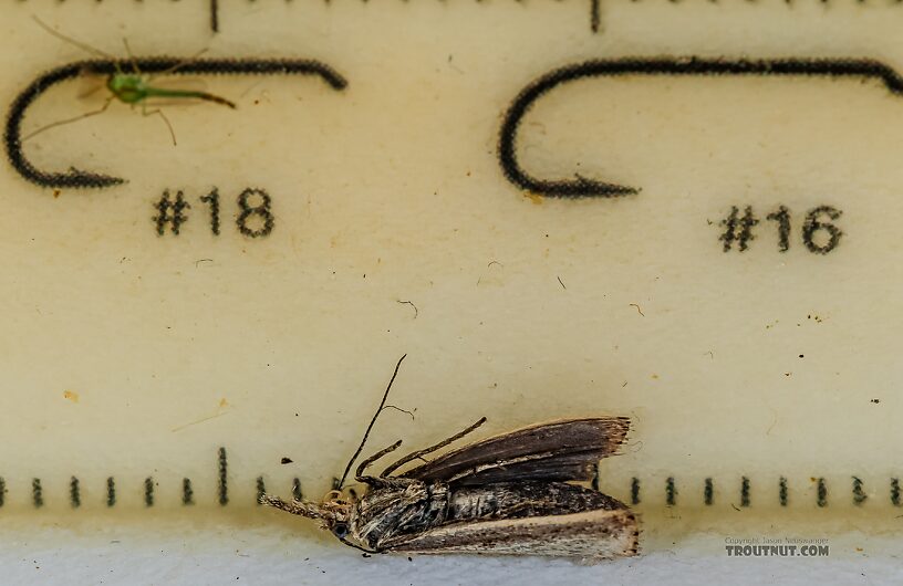 Lepidoptera (Moths) Moth Adult from the Henry's Fork of the Snake River in Idaho