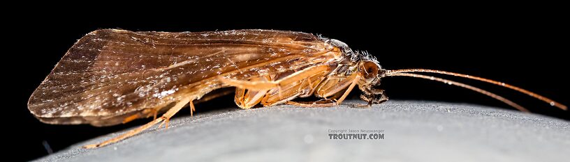 Female Hydropsyche (Spotted Sedges) Caddisfly Adult from the Henry's Fork of the Snake River in Idaho