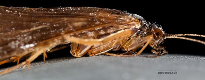 Female Hydropsyche (Spotted Sedges) Caddisfly Adult from the Henry's Fork of the Snake River in Idaho