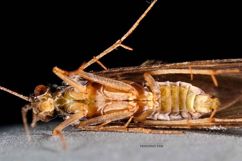 Female Hydropsyche (Spotted Sedges) Caddisfly Adult from the Henry's Fork of the Snake River in Idaho