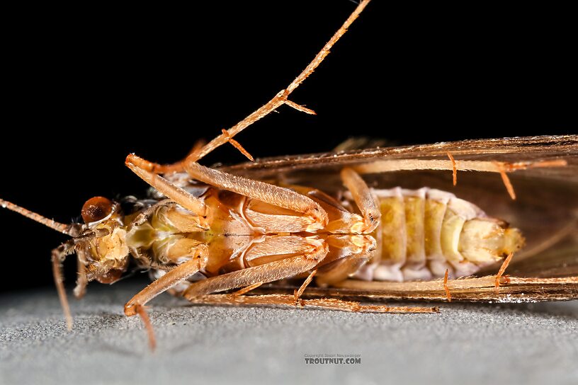 Female Hydropsyche (Spotted Sedges) Caddisfly Adult from the Henry's Fork of the Snake River in Idaho