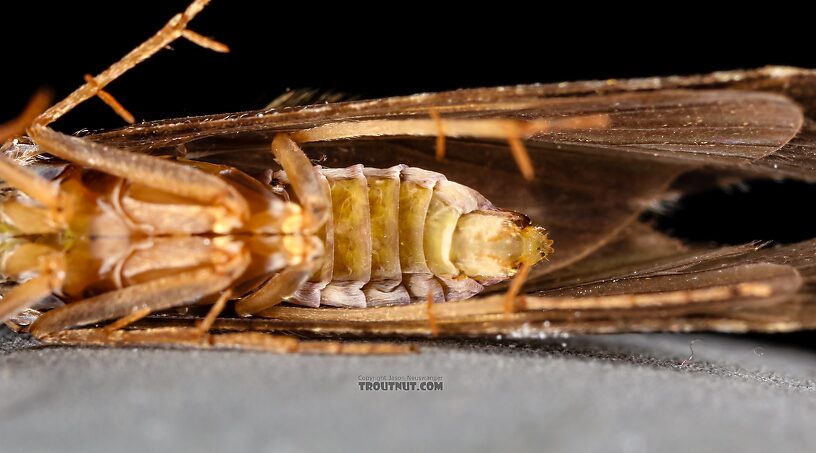 Female Hydropsyche (Spotted Sedges) Caddisfly Adult from the Henry's Fork of the Snake River in Idaho