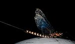 Male Siphlonurus occidentalis (Gray Drake) Mayfly Spinner