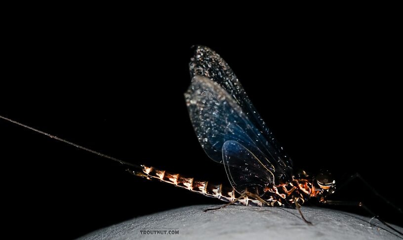 Male Siphlonurus occidentalis (Gray Drake) Mayfly Spinner from the Henry's Fork of the Snake River in Idaho