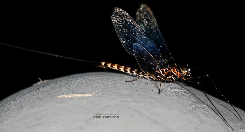 Male Siphlonurus occidentalis (Gray Drake) Mayfly Spinner from the Henry's Fork of the Snake River in Idaho