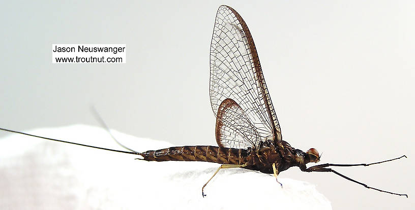 Male Hexagenia atrocaudata (Late Hex) Mayfly Spinner from the Namekagon River in Wisconsin