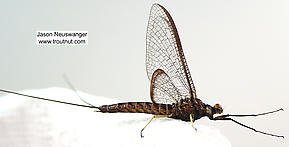 Male Hexagenia atrocaudata (Late Hex) Mayfly Spinner