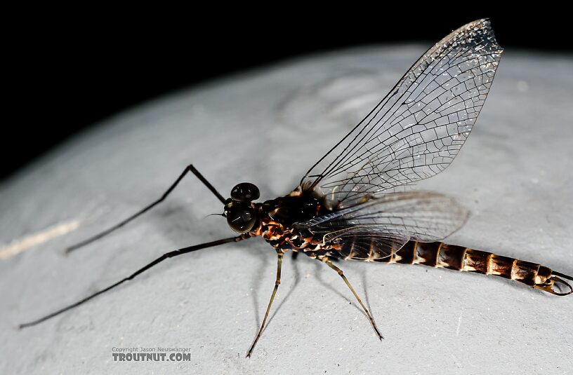 Male Siphlonurus occidentalis (Gray Drake) Mayfly Spinner from the Henry's Fork of the Snake River in Idaho