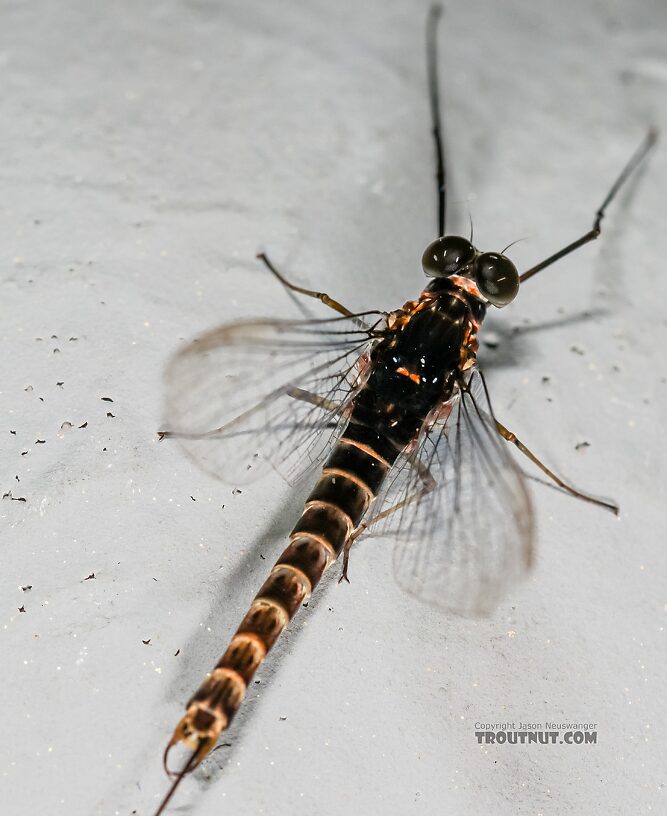 Male Siphlonurus occidentalis (Gray Drake) Mayfly Spinner from the Henry's Fork of the Snake River in Idaho