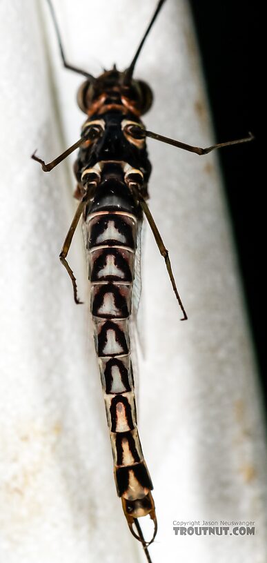 Male Siphlonurus occidentalis (Gray Drake) Mayfly Spinner from the Henry's Fork of the Snake River in Idaho