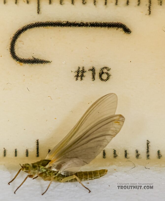 Female Ephemerella excrucians (Pale Morning Dun) Mayfly Dun from the Henry's Fork of the Snake River in Idaho