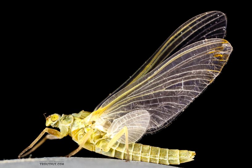 Female Ephemerella excrucians (Pale Morning Dun) Mayfly Dun from the Henry's Fork of the Snake River in Idaho