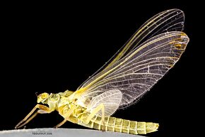 Female Ephemerella excrucians (Pale Morning Dun) Mayfly Dun