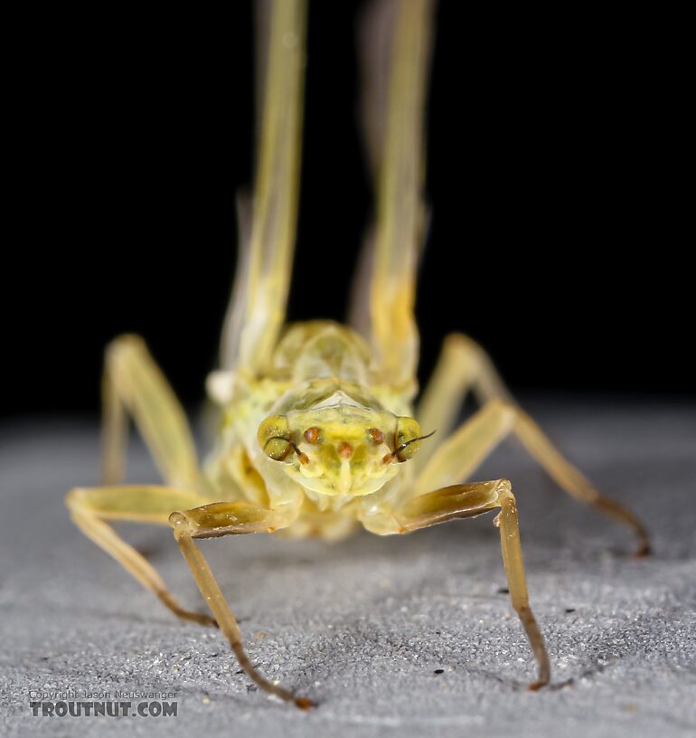 Female Ephemerella excrucians (Pale Morning Dun) Mayfly Dun from the Henry's Fork of the Snake River in Idaho