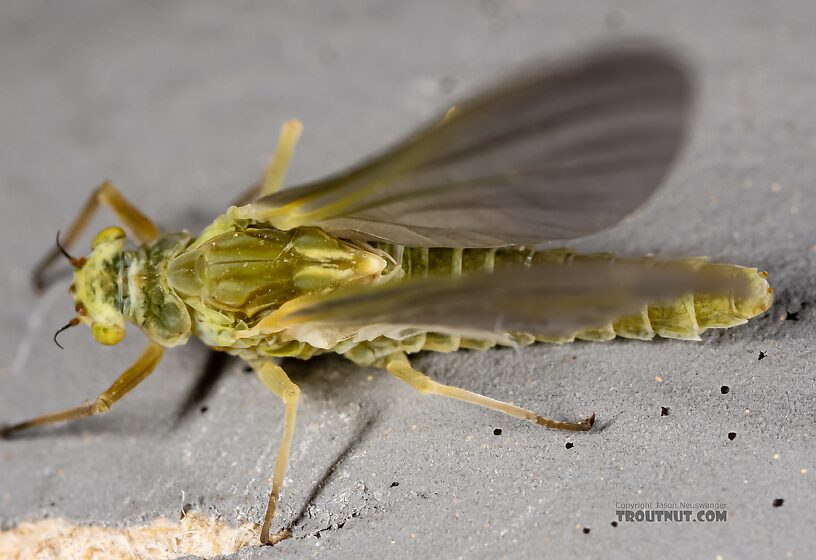 Female Ephemerella excrucians (Pale Morning Dun) Mayfly Dun from the Henry's Fork of the Snake River in Idaho