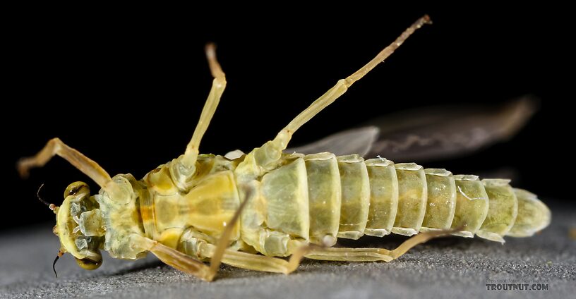 Female Ephemerella excrucians (Pale Morning Dun) Mayfly Dun from the Henry's Fork of the Snake River in Idaho