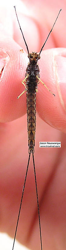 Male Hexagenia atrocaudata (Late Hex) Mayfly Spinner from the Namekagon River in Wisconsin