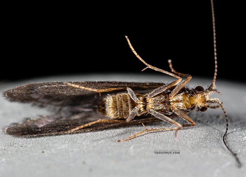 Helicopsyche borealis (Speckled Peter) Caddisfly Adult from the Henry's Fork of the Snake River in Idaho