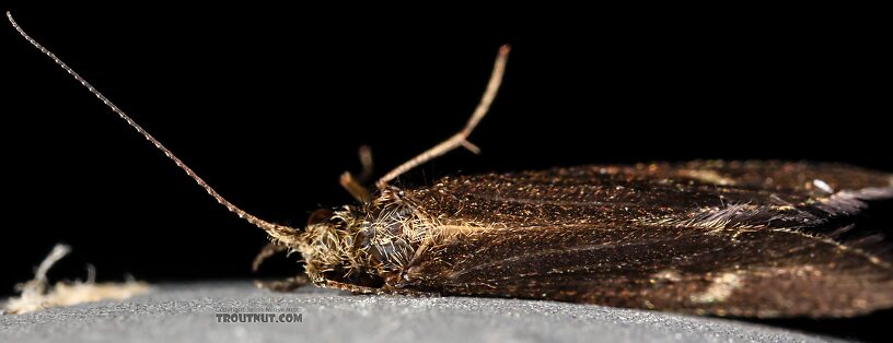 Helicopsyche borealis (Speckled Peter) Caddisfly Adult from the Henry's Fork of the Snake River in Idaho