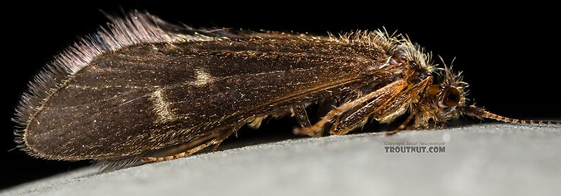 Helicopsyche borealis (Speckled Peter) Caddisfly Adult from the Henry's Fork of the Snake River in Idaho