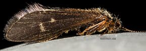 Helicopsyche borealis (Speckled Peter) Caddisfly Adult