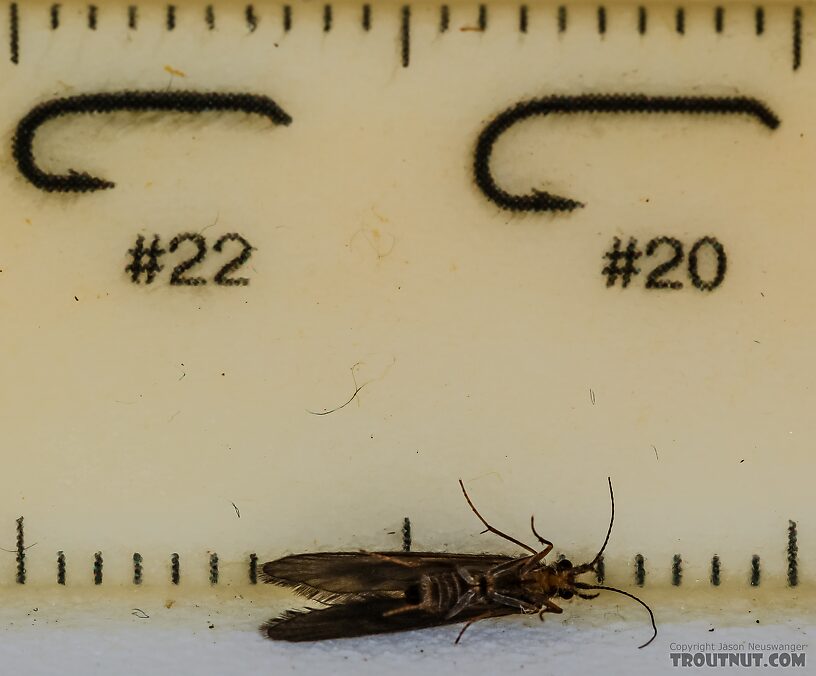 Helicopsyche borealis (Speckled Peter) Caddisfly Adult from the Henry's Fork of the Snake River in Idaho