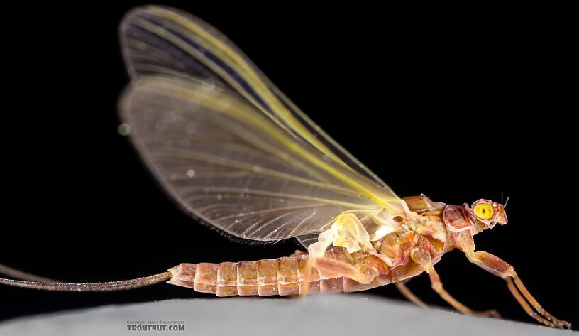 Female Ephemerellidae (Hendricksons, Sulphurs, PMDs, BWOs) Mayfly Dun from the Henry's Fork of the Snake River in Idaho