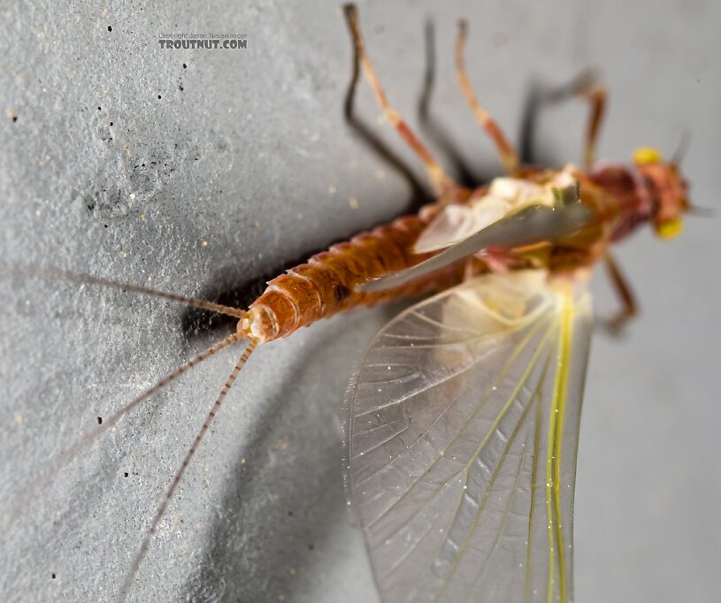 Female Ephemerellidae (Hendricksons, Sulphurs, PMDs, BWOs) Mayfly Dun from the Henry's Fork of the Snake River in Idaho