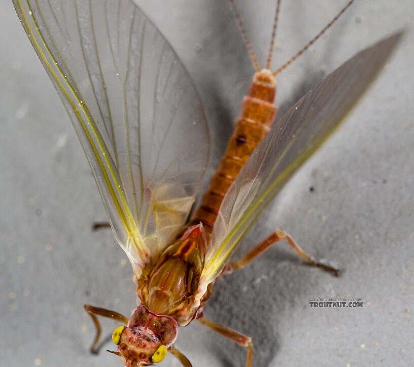 Female Ephemerellidae (Hendricksons, Sulphurs, PMDs, BWOs) Mayfly Dun from the Henry's Fork of the Snake River in Idaho