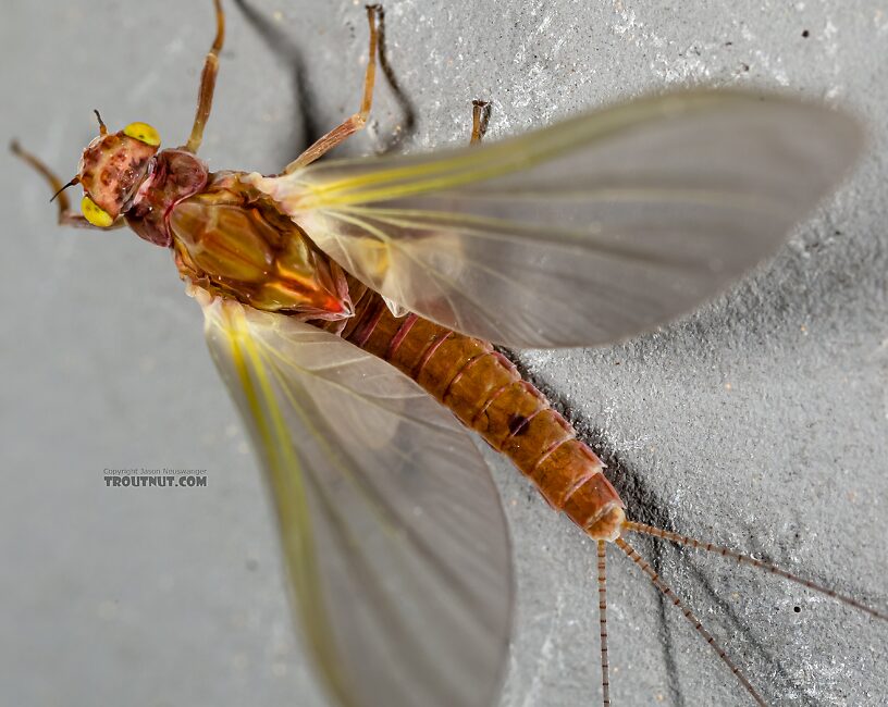 Female Ephemerellidae (Hendricksons, Sulphurs, PMDs, BWOs) Mayfly Dun from the Henry's Fork of the Snake River in Idaho