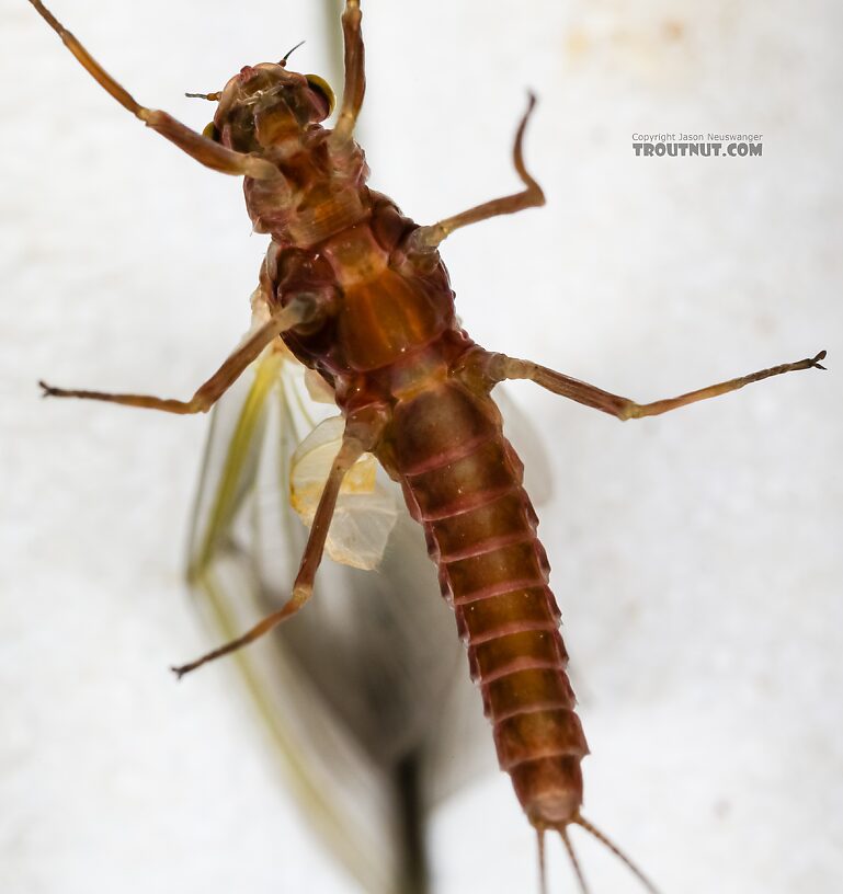 Female Ephemerellidae (Hendricksons, Sulphurs, PMDs, BWOs) Mayfly Dun from the Henry's Fork of the Snake River in Idaho