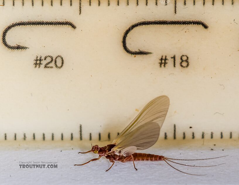 Female Ephemerellidae (Hendricksons, Sulphurs, PMDs, BWOs) Mayfly Dun from the Henry's Fork of the Snake River in Idaho