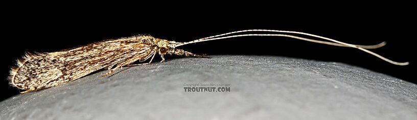 Leptoceridae Caddisfly Adult from the Henry's Fork of the Snake River in Idaho