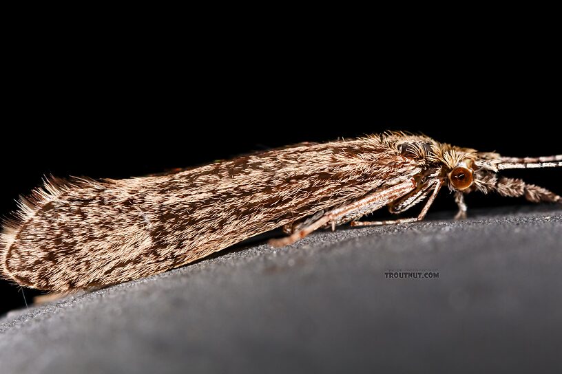 Leptoceridae Caddisfly Adult from the Henry's Fork of the Snake River in Idaho