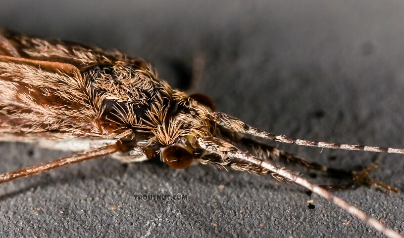 Leptoceridae Caddisfly Adult from the Henry's Fork of the Snake River in Idaho