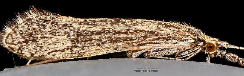 Leptoceridae Caddisfly Adult from the Henry's Fork of the Snake River in Idaho