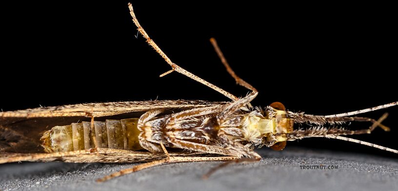 Leptoceridae Caddisfly Adult from the Henry's Fork of the Snake River in Idaho