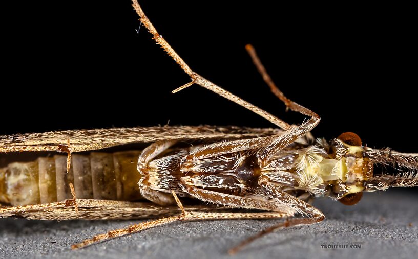 Leptoceridae Caddisfly Adult from the Henry's Fork of the Snake River in Idaho