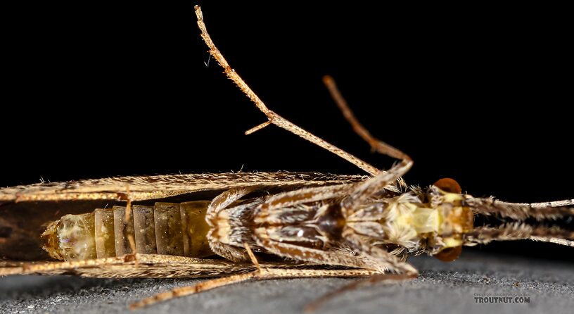 Leptoceridae Caddisfly Adult from the Henry's Fork of the Snake River in Idaho