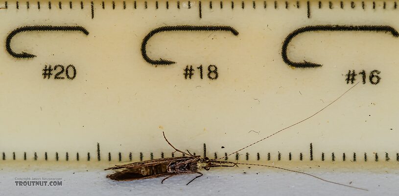 Leptoceridae Caddisfly Adult from the Henry's Fork of the Snake River in Idaho