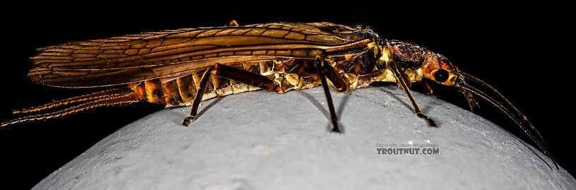 Female Hesperoperla pacifica (Golden Stone) Stonefly Adult from the Henry's Fork of the Snake River in Idaho