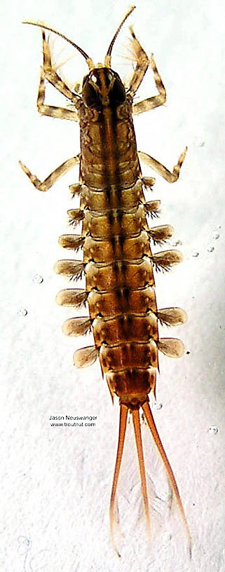 Isonychia bicolor (Mahogany Dun) Mayfly Nymph from the Namekagon River in Wisconsin