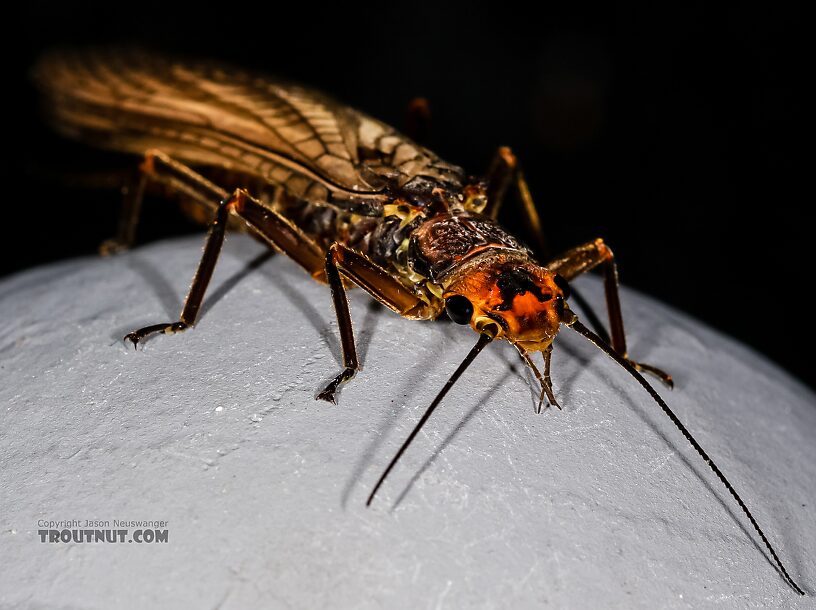 Female Hesperoperla pacifica (Golden Stone) Stonefly Adult from the Henry's Fork of the Snake River in Idaho