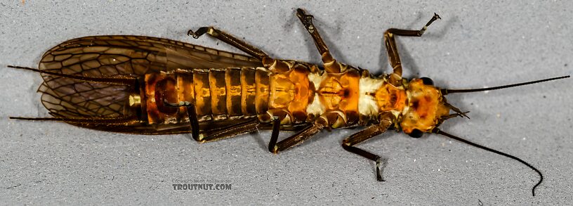 Female Hesperoperla pacifica (Golden Stone) Stonefly Adult from the Henry's Fork of the Snake River in Idaho