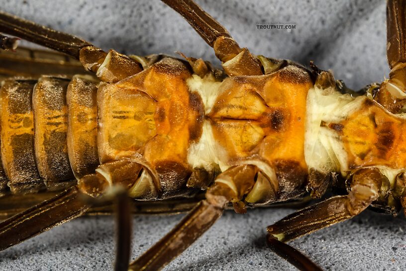 Female Hesperoperla pacifica (Golden Stone) Stonefly Adult from the Henry's Fork of the Snake River in Idaho