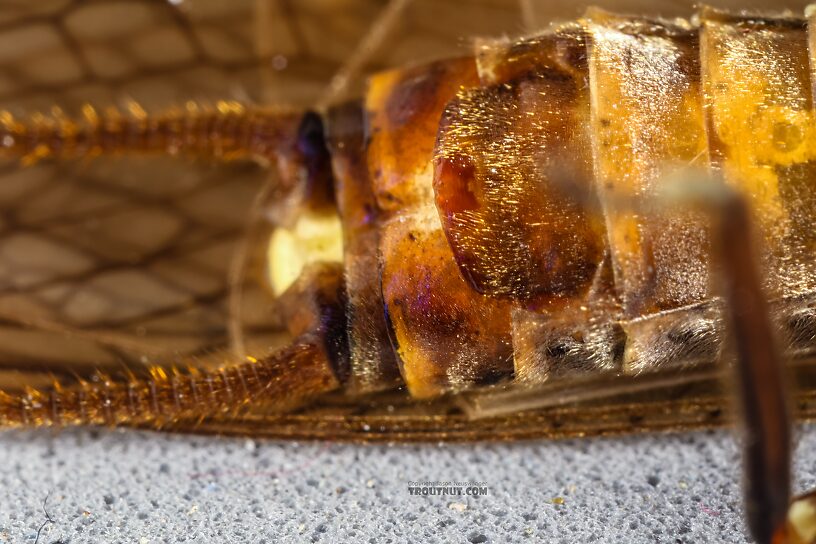 The dark, hairless, sclerotized rectangle on the subgenital plate (in focus in this picture) is a key identifying characteristic for Hesperoperla pacifica.  Female Hesperoperla pacifica (Golden Stone) Stonefly Adult from the Henry's Fork of the Snake River in Idaho