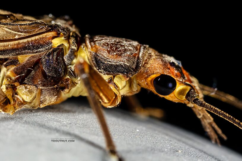 Female Hesperoperla pacifica (Golden Stone) Stonefly Adult from the Henry's Fork of the Snake River in Idaho