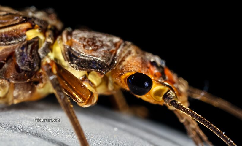 Female Hesperoperla pacifica (Golden Stone) Stonefly Adult from the Henry's Fork of the Snake River in Idaho