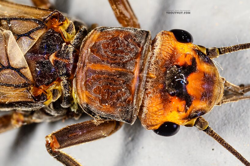 Female Hesperoperla pacifica (Golden Stone) Stonefly Adult from the Henry's Fork of the Snake River in Idaho